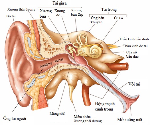 cau-tao-tai