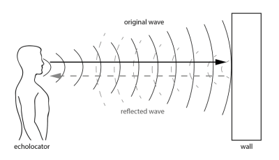 dinh-vi-bang-tieng-vang-echolocation